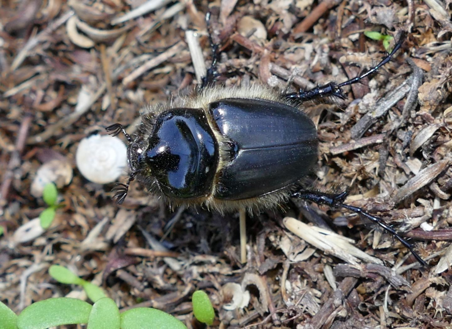 Pachypodidae: maschio di Pachypus caesus
